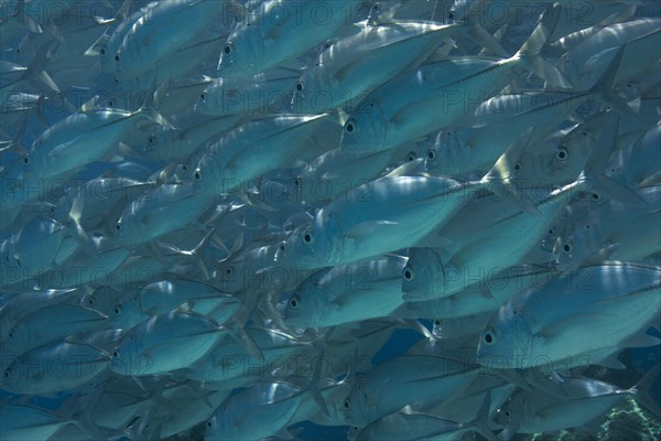 School of Bigeye Trevally (Caranx sexfasciatus) in a lagoon