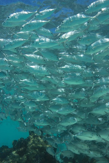 School of Bigeye Trevally (Caranx sexfasciatus) in a lagoon