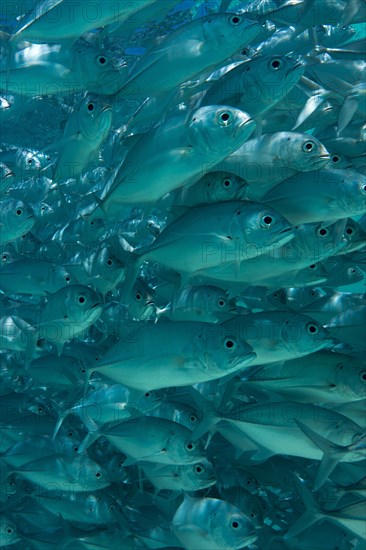 School of Bigeye Trevally (Caranx sexfasciatus) in a lagoon