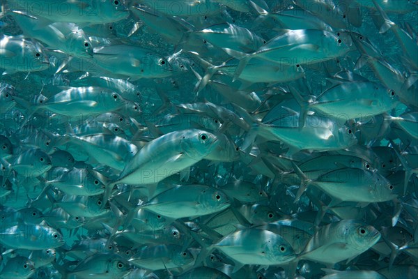 School of Bigeye Trevally (Caranx sexfasciatus) in a lagoon