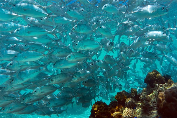 School of Bigeye Trevally (Caranx sexfasciatus) in a lagoon