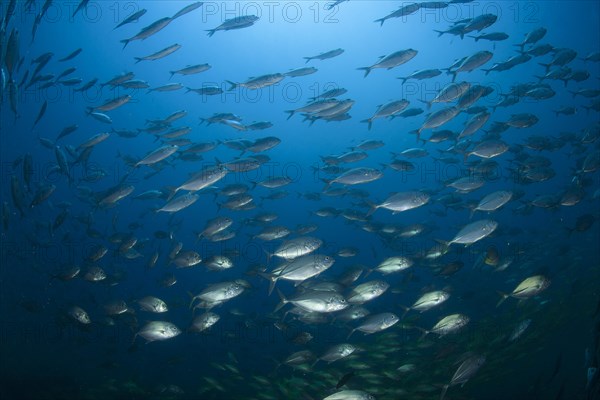 School of Bigeye Trevally (Caranx sexfasciatus)