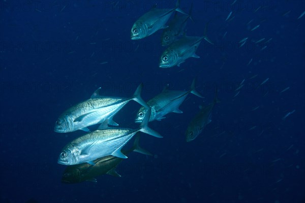 Bigeye Trevally (Caranx sexfasciatus)