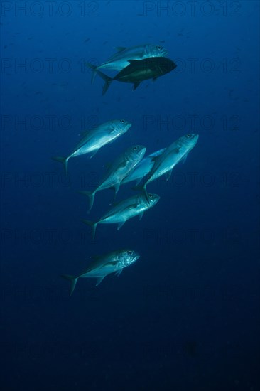 Bigeye Trevally (Caranx sexfasciatus)