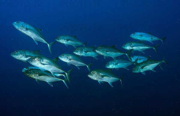 Bigeye Trevally (Caranx sexfasciatus)