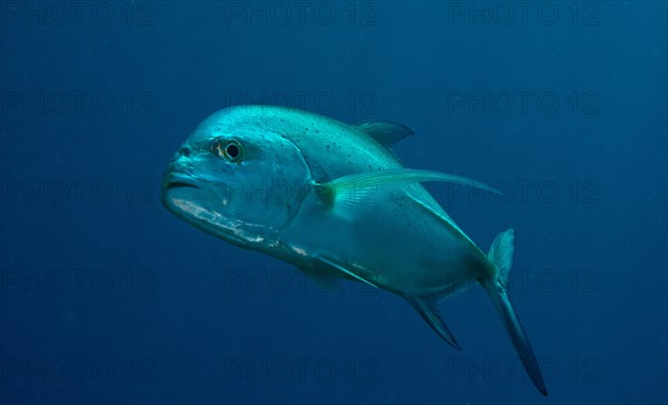 Giant Trevally or Giant Kingfish (Caranx ignobilis)