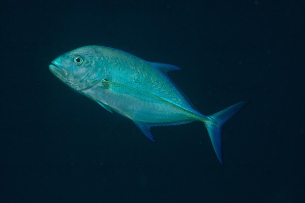 Bluefin Trevally (Caranx melampygus)