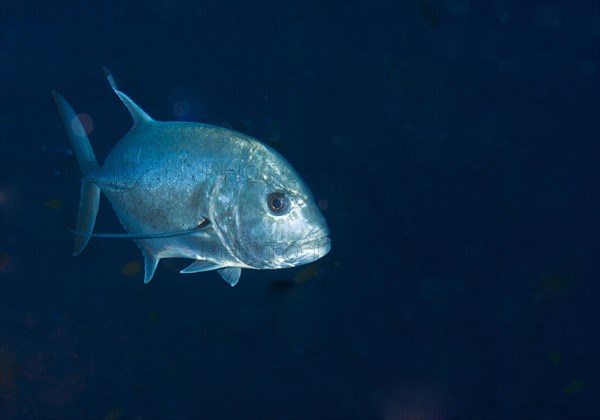 Giant Trevally or Giant Kingfish (Caranx ignobilis)