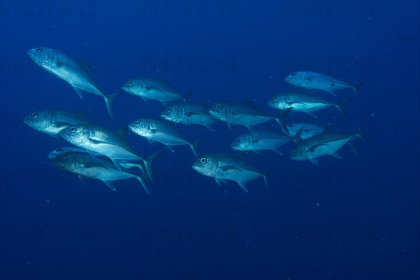 Bigeye Trevally (Caranx sexfasciatus)