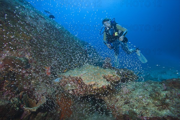 Scuba diver and a shoal of Pigmy Sweepers (Parapriacanthus ransonneti)