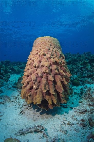 Large Barrel Sponge (Xestospongia testudinaria)