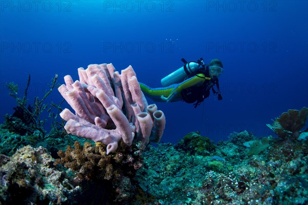 Scuba diver looking at a Tube Sponge (Niphates olemda)