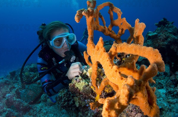 Scuba diver looking at a colorful Demosponge (Demospongiae)