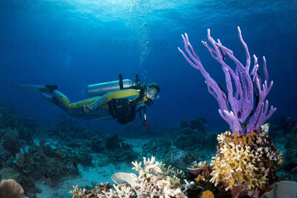 Scuba diver looking at a colorful Demosponge (Demospongiae)