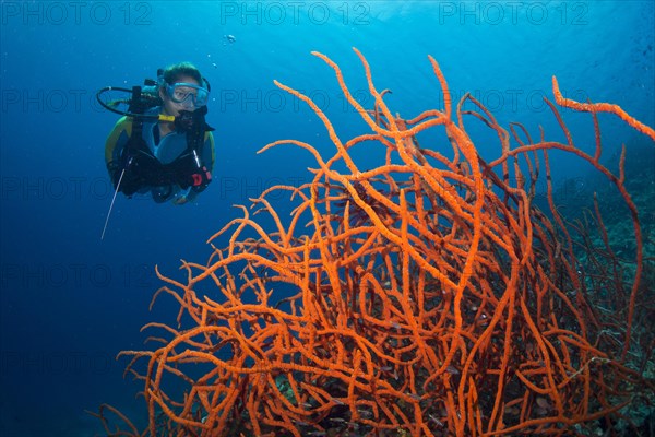 Scuba diver looking at a colorful Demosponge (Demospongiae)