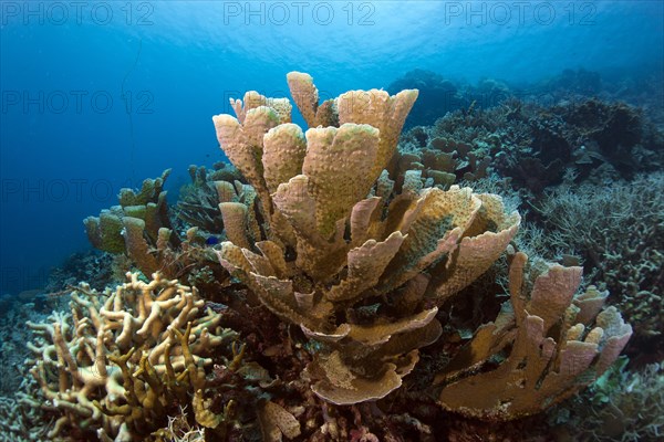 Stony Coral (Montipora delicatula)