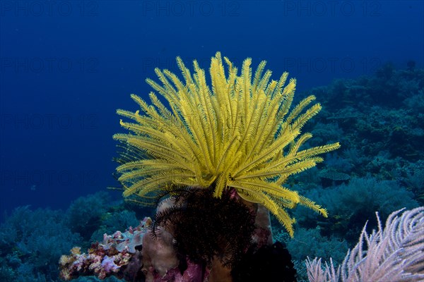 Variable Bushy Feather Star (Comanthina schlegeli)