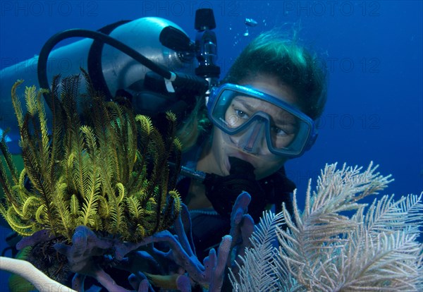 Scuba diver observing a Variable Bushy Feather Star (Comanthina schlegeli)