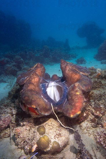 Maxima Clam or Giant Clam (Tridacna maxima)