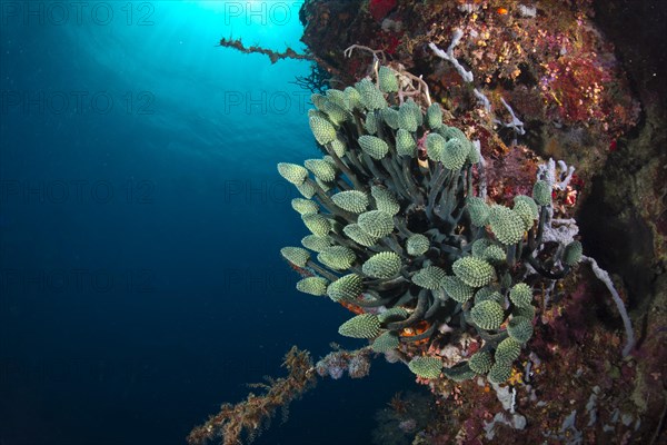 Lollipop Tunicate