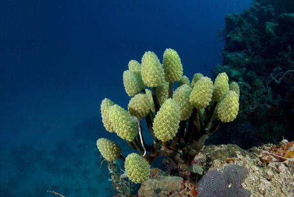 Lollipop Tunicate