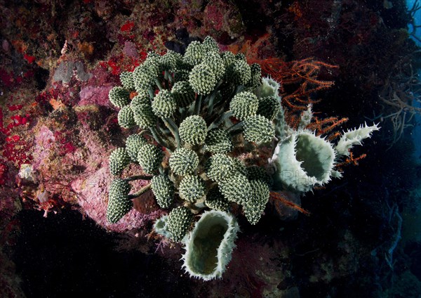 Lollipop Tunicate