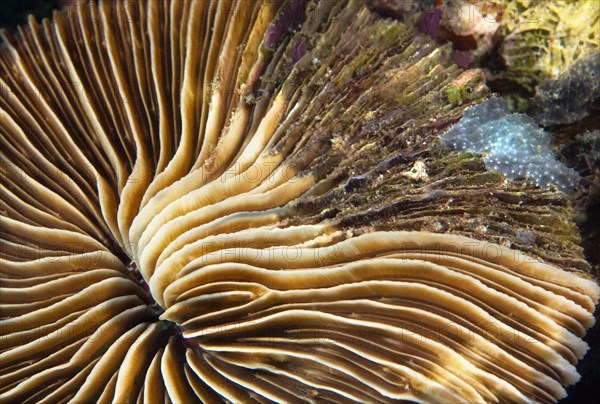 Partial dying back mushroom coral (Fungia sp.)