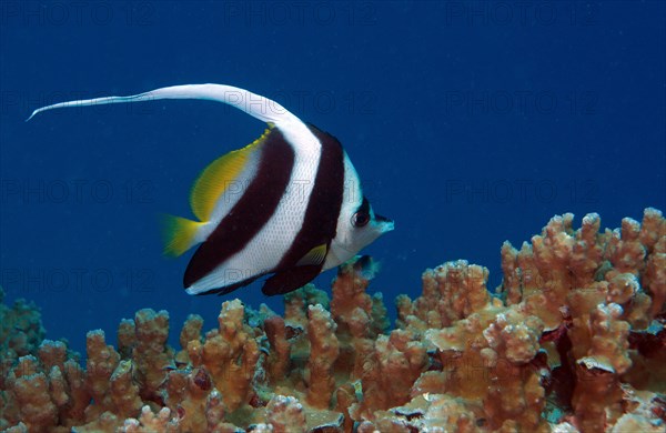 Pennant coralfish also longfin bannerfish (Heniochus acuminatus)