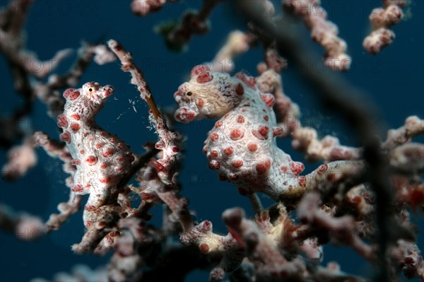 Bargibant's seahorses (Hippocampus bargibanti)