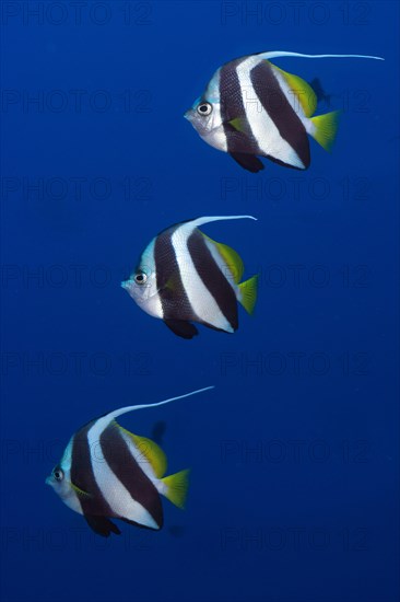 Schooling Bannerfish (Heniochus diphreutes)