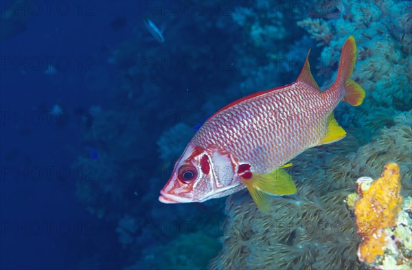 Sabre Squirrelfish