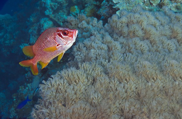 Sabre Squirrelfish