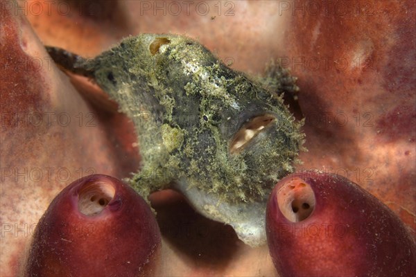 Giant Frogfish (Antennarius commersonii)