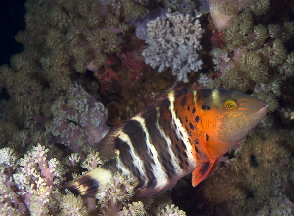 Red Breast Wrasse (Cheilinus fasciatus) in a coral reef