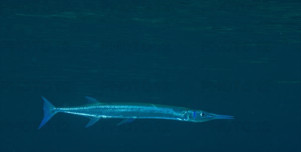 Houndfish (Tylosurus crocodilus crocodilus)