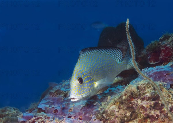 Goldspotted Sweetlips or Lemonfish (Plectorhinchus flavomaculatus)