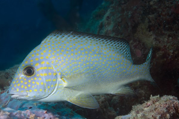 Goldspotted Sweetlips or Lemonfish (Plectorhinchus flavomaculatus)