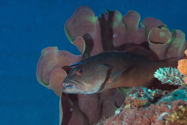 Blue-lined Coral Trout or Highfin Coral Grouper (Plectropomus oligacanthus) with a cleaner fish on a reef