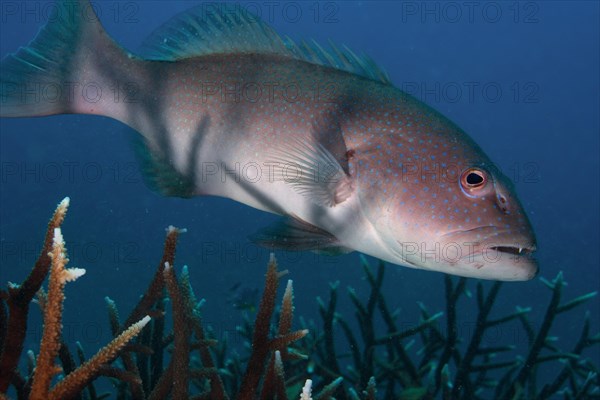 Blue-lined Coral Trout or Highfin Coral Grouper (Plectropomus oligacanthus) in a reef