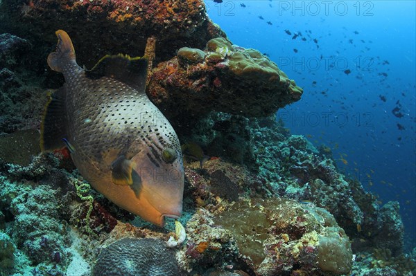 Yellowmargin Triggerfish (Pseudobalistes flavimarginatus) eating a clam