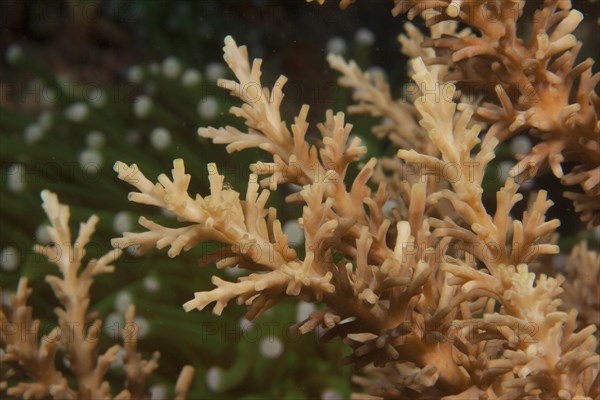 Stony Coral (Acropora)