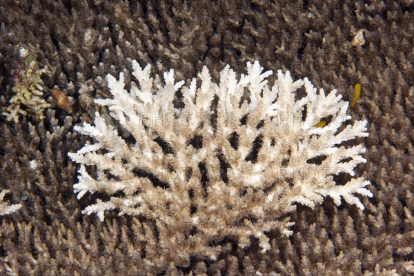 Dead coral