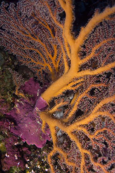 Fan-shaped Gorgonian (Scleraxonia)