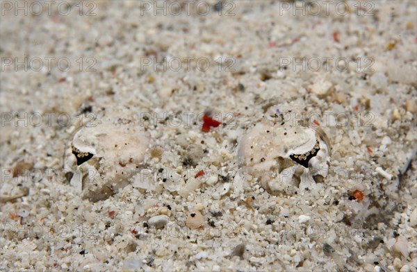 De Beaufort's Flathead or Crocodile Flathead (Cymbacephalus beauforti) hiding in the sand