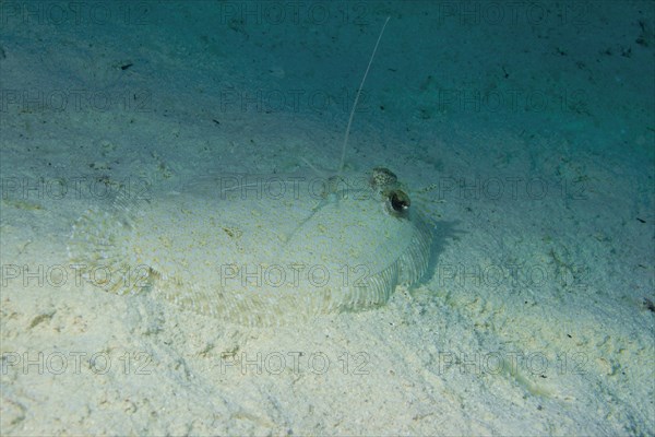 Leopard Flounder (Bothus pantherinus) on the seabed