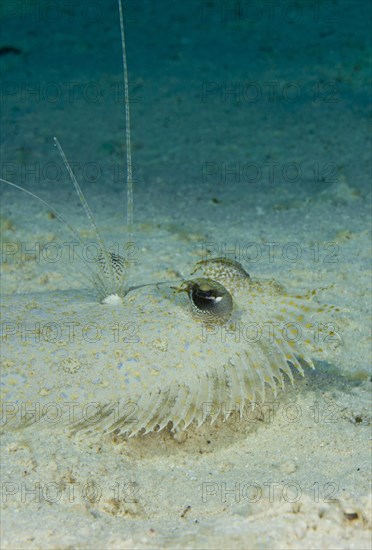 Leopard Flounder (Bothus pantherinus) on the seabed