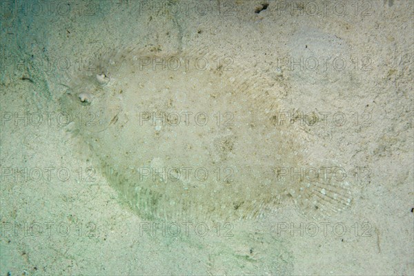 Leopard Flounder (Bothus pantherinus) on the seabed