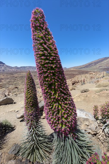 Red flowering Tower of Jewels or Red Bugloss (Echium wildpretii)