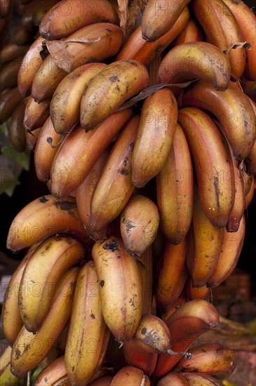 Plantains