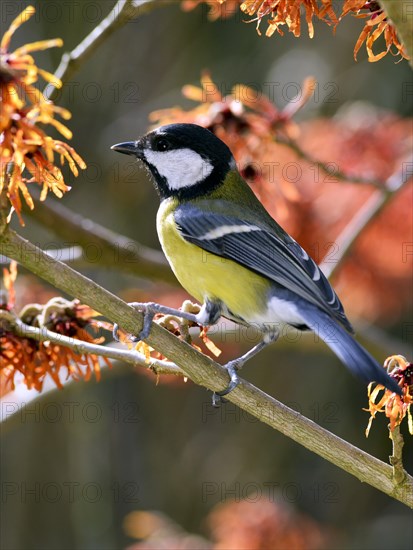 Great Tit (Parus major) perched on flowering witch hazel (Hamamelis x intermedia Jelena)